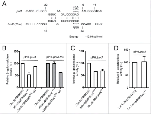 Figure 6. Direct interaction between SorX and potA mRNA. (A) Interaction of SorX-potA as predicted by IntaRNA. Position +1 of the mRNA represents the translational start site. The seed region in potA is from −21 to −5 with respect to the start codon. A triple mutation (M3) in SorX (CUC → GAG) and a compensatory mutation in potA (GAG → CUC) are marked by asterisks. (B) Relative ß-galactosidase activities for lacZ fusions with wild-type potA or mutated (M3) potA. Wild-type SorX or mutated SorX were overexpressed in the SorX deletion background (2.4.1ΔSorXpBBRSorX144, 2.4.1ΔSorXpBBRSorX144-M3). A SorX deletion strain harboring the empty vector pBBR4352 served as a control. ß-galactosidase activities were calculated relative to the corresponding control (set to 100%). (C, D) Relative ß-galactosidase activities for a lacZ fusion with potA. Full-length SorX (2.4.1ΔSorXpBBRSorX144) and the 76-nt SorX 3′ fragment (2.4.1ΔSorXpBBRSorX76) were overexpressed in the SorX deletion strain (C) or in an hfq deletion strain (D). ß-galactosidase activities in an empty vector control strain were set to 100%. The error bars indicate the standard deviation from the mean of biological triplicates with 2 technical replicates.