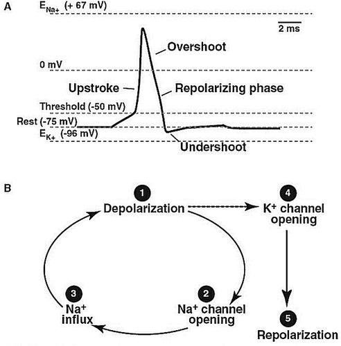 Figure 4. Depolarization and repolarization wave in a nerve cell (Sadock et al., Citation0000). (a) Recorded neuronal action potential. (b) Action potential sequence events