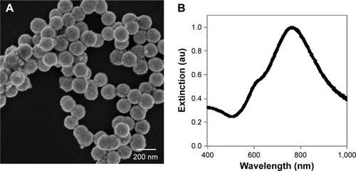 Figure 1 Characterization of the nanoshells used in this work.Notes: (A) Scanning electron micrograph of the nanoshells. (B) Extinction spectrum of the nanoshells.