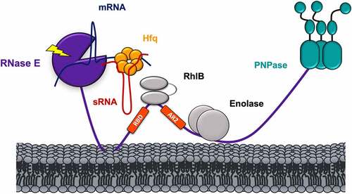 Figure 7. Model of Hfq-RNase E interaction in E. coli. The interaction between Hfq and RNase E is RNA-mediated. The ternary complex formed by Hfq-sRNA-mRNA interacts with two RNA binding regions on the C-terminal domain of RNase E, namely RNA-binding domain (RBD) and second arginine-rich region (AR2) labelled in red [Citation37]. The CTD of RNase E holds the ternary complex in positions and facilitate the delivery of the mRNA target to its catalytic core. Additional components of the E. coli degradosome (i.e. RhlB, enolase and PNPase) are also shown.