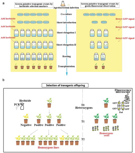 Figure 4. Comparison between herbicide and GFP selection-based methods. (a) comparison of the process to screen transgenic events. Left panel shows the process using herbicides and right panel shows the process using GFP signal to screen for positive transgenic events. (b) comparison of the process to select transgenic offspring. Left panel shows selecting homozygous lines by traditional herbicide method. Right panel shows selecting homozygous lines based on GFP signal.