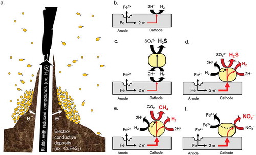 Figure 5. Deep-sea electrotrophic ecology and electrochemical reactions in microbiologically influenced corrosion.In deep-sea hydrothermal vent, electrochemical cell is formed by high-temperature fluids with reduced compounds such as hydrogen sulfide, electroconductive deposits involving in chalcopyrite (CuFeS2) and pyrite (FeS2), and surround low-temperature sea-water (a). The potential gradient across the electroconductive deposits serves as a driving force for electrical current generation. Generated electrons would be used by various chemical or biological reactions. Similarly, in the corrosion of metal materials, utilization of cathodic electron flow by microorganisms has been focused. Under anaerobic condition, corrosion rate of metallic iron is very slow (b). In contrast, energy acquisition system of some microorganisms couples to cathodic reaction (c-d). In old model of microbiologically influenced corrosion, it is expected that hydrogen consuming sulfate reducing bacterium may accelerate the corrosion by consuming molecular hydrogen generated on the cathode (c). Recently, iron-corrosive sulfate-reducing bacterium (d), methanogen (e), and nitrate-reducing bacterium (f) have been isolated as true corrosive agents. These microorganisms probably possess electron up-take system from insoluble electron donors in addition to electron transfer from soluble electron donors.