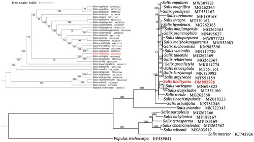 Figure 3. Phylogenetic tree of 32Salix species was established with maximum likelihood using the complete chloroplast genome. The cladogram tree was placed in the upper left corner. Number on each node indicated bootstrap support value. The following sequences were used: Salix cupularis (MW307821; Li et al. Citation2021), Salix magnifica (MG262364; Liu et al. Citation2020), Salix gordejevii (MW562004; Wei and Li Citation2021), Salix oreinoma (MF189168; Huang et al. Citation2017), Salix integra (MT551162; Zhou et al. Citation2021), Salix hypoleuca (MG262363; unpublished), Salix minjiangensis (MG262365; unpublished), Salix psammophila (MN495627; Lu et al. Citation2019), Salix sinopurpurea (MW077725; Guo et al. Citation2021), Salix maizhokunggarensis (MN952983; Ma et al. Citation2020), Salix suchowensis (MG262365; Wu Citation2016), Salix viminalis (MN117720; Hu et al. Citation2019), Salix taoensis (MG262369; unpublished), Salix rehderiana (NC_037427; unpublished), Salix gracilistyla (MK814774; Xi et al. Citation2019), Salix eriocephala (MT551161; unpublished), Salix koriyanagi (MK120982; Kim et al. Citation2019), Salix argyracea (MT551159; unpublished), Salix variegate (MN698825; Chen Citation2020), Salix dasyclados (MT551160; unpublished), Salix rorida (MG262368; unpublished), Salix linearistipularis (MZ018223; ren et al. 2021), Salix arbutifolia (KX781246; unpublished), Salix triandra (MK722343; Wu et al. Citation2019(a)), Salix paraplesia (MG262366; unpublished), Salix babylonica (MF189167; Huang et al. Citation2017), Salix tetrasperma (MF189169; Huang et al. Citation2017), Salix chaenomeloides (MG262362; unpublished), Salix wilsonii (MK603517; Wu et al. Citation2019(b)), Salix interior (KJ742926; Huang et al. Citation2014).