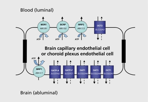 Figure 3. Examples of drug transporters and localization in cells forming the CNS barriers. CNS, central nervous system; SLC, solute-linked carrier.