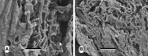 Figure 3. Representative scanning electron micrographs of cell-laden CS/HA scaffold (seeding density of 5.0 × 105 MC3T3-E1 cells/construct); (A) after 7 days, and (B) after 21 days of culture. Note the population of the construct pores with the newly forming tissue along with ECM and mineral deposits, with respect to culture time. Scale bars: 50 μm (A, B).