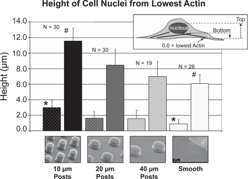 Figure 11 Quantification of height from the bottom of the lowest observed actin microfilaments to the bottom of the nucleus (lighter tone striped bars on left), and from the lowest actin to the top of the nucleus (darker tone solid bars on right). The difference between the two bars for each substrate corresponds to the cell nucleus height. N corresponds to the number of cells measured on each substrate. There was a statistically significant difference between the 10 μm POSTS and the SMOOTH for both bars (p < 0.05).