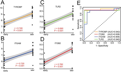 Figure 5. Linear regression and ROC curve analysis. (A, B) Scatter diagram of the positive correlation between the expression level of pivotal genes and atherosclerosis progression. (E) Determination of the diagnostic efficiency of pivotal genes by ROC curve analysis.