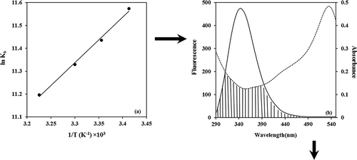 Figure 4. (a) van’t Hoff plot for the interaction of BIM and α-casein. (b) Spectral overlaps of UV–vis absorption (dashed lines) of BIM with the fluorescence emission (solid lines) of α-casein in PBS buffer of pH 7, and .