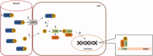 Figure 6. Mechanism of vitamin D (calcitriol) action. In this figure vitamin D should be understood as its active form - calcitriol. The majority of circulating vitamin D is bound to vitamin D binding protein (vDBP) (1). This complex may only enter cells with the megalin/cubulin system (LRP2) (2). Free vitamin D can enter any cell through passive diffusion (3). vDBP-bound vitamin D is released inside the cells (4). In the cytoplasm, vitamin D interacts with its receptor (VDR) and creates a heterodimer with retinoid X receptor (RXR) (5). The active VDR complex enters the nucleus (6) and binds to the responsive elements (VDRE) of regulated genes.