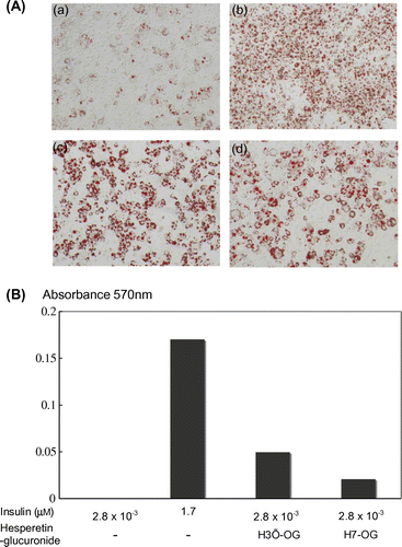 Fig. 3. Adipocyte differentiation accelerative activity of hesperetin glucuronides on 3T3-L1 cells.Notes: To differentiate 3T3-L1 cells into adipocytes, 4.2 × 104 cells were seeded into each well of a 24-well plate. After 2 d, the cells were treated with 0.5 mM isobutylmethylxanthine, 1 μM dexamethazone, and 1.7 or 2.8 × 10−3 μM insulin for 48 h. The medium was then changed to a fresh medium containing 1.7 or 2.8 × 10−3 μM insulin, with or without hesperidin glucuronides, and was changed thrice every 72 h. Oil Red O staining was used to examine lipid accumulation in the 3T3-L1 cells differentiated into adipocytes. In brief, the cells were fixed with 10% formaldehyde after being washed with phosphate-buffered saline and stained with a saturated solution of Oil Red O in 60% isopropanol solution for 15 min. After removal of the staining solution, the cultures were observed under a microscope (A). (a), (b), (c), and (d) show, respectively, the cells with additions of 2.8 × 10−3 μm insulin, 1.7 μm insulin, 1.7 nm insulin with 10 μm H3′-OG, and 1.7 nm insulin with 10 μm H7-OG. Spectrophotometric quantification of the stain was performed by extracting the stained oil droplets in the cell monolayers with isopropanol. Then, the absorbance was measured at 570 nm (B). This experiment was performed thrice and same results were acquired.