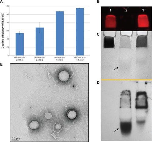 Figure 1 Characterization of IL10 coupled nanoparticles.Notes: (A) Coating efficiency of mouse IL10. Calculation of coating efficiency as the percentage of deployed IL10. Mean values are shown with error bars representing the standard deviation, n=4. Proticles with a mass ratio of 2:1 (ON:protamine) showed similar IL10 coating efficiencies using different IL10 concentrations. For 1:1 proticles, complete binding of IL10 was recorded, but because the proticles aggregated, IL10 was also incorporated between the aggregates, and thus, not solely presented at the surface. (B–D) IL10-coupled liposomes were applied to a native PAGE gel and then transferred onto a WB membrane. (B) Slots of the gel containing the immobilized probes, visualized by fluorescence imaging when excited at λflu =750 nm. (C) The same gel in (B), but stained with Coomassie blue protein solution, showing that liposomes are stained by the solution. (D) WB membrane of the gel, detected by a primary anti-IL10 Ab and a secondary HRP-conjugated Ab, followed by a substrate reaction and luminescence visualization which shows free and liposomal-bound IL10. Lane 1, Atto655 labeled liposomes; lane 2, native IL10; lane 3, IL10-ATTO655-liposomes after dialysis. Atto655 was purchased from ATTO-TEC GmbH, Siegen, Germany. The arrows show the position of free IL10. (E) A representative TEM image illustrates the size distribution and morphology of IL10-coupled liposomes.Abbreviations: E, exponent – 10−3; ON, oligonucleotides; PAGE, polyacryl amide gel electrophoresis; Prot, protamine; IL10, interleukin 10; HRP, horseradish peroxidase; WB, Western blot; TEM, transmission electron microscopic; Ab, antibody.