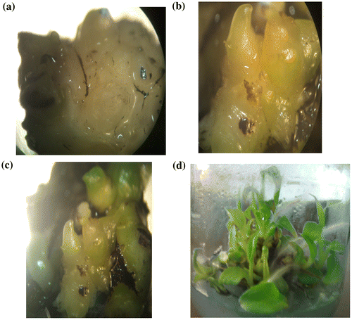 Figure 1. (a) The yellowish and compact callus; (b) somatic embryos developed to globular and torpedo shapes of embryos; (c) somatic embryos differentiated to small shoots on GM medium; (d) mature somatic embryos differentiated to small plantlets.
