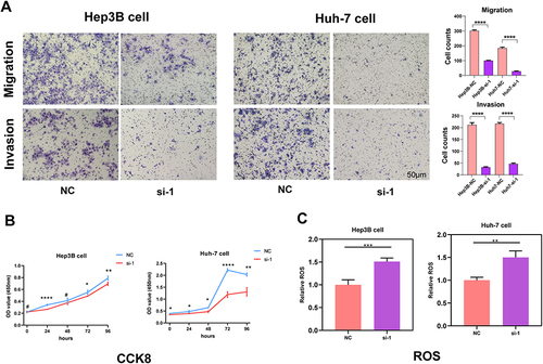 Figure 10 Results of cell migration, invasion, proliferation and ROS level assays. (A) Images under microscope and statistical comparison of transwell migration and invasion assays in Hep3B and Huh-7 cells. (B) Results of cell proliferation assays of Hep3B and Huh-7 cells. (C) Histogram comparing ROS level of NC and si-1 group in Hep3B and Huh-7 cells. *p<0.05, **p<0.01, ***p<0.001, #Not significant.