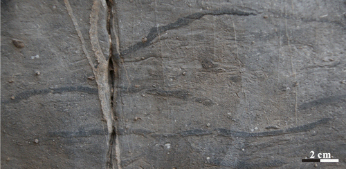 Figure 17. Zoophycos with black filling in the Taiyuan Formation L4 limestone of Jiaozuo area.