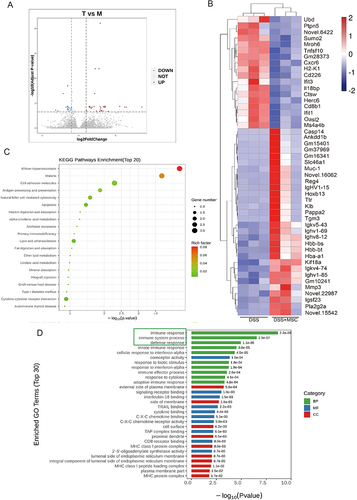 Figure 6 Transcriptome analysis of DSS-induced colitis and MSC treatment groups. (A) Volcano plot of differential genes between the DSS and MSC groups. (B) The heatmap of differential genes between DSS and MSC group (p-adj < 0.05, |log2foldchange| >1. (C) KEGG pathways enrichment analysis of differentially expressed genes. The dot size reflects the number of genes enriched in the pathway, and the color of the richness factor represents the number of differential genes in this pathway occupied with all the genes in this pathway. (D) Gene ontology (GO) entries of significant protein function categories encoded by the differential genes. The genetic properties are classified into the biological process (BP), molecular function (MF) and cellular component (CC). The categories shown are those that might be related to MSC therapeutic functions. -Log10 (P-value) was used to measure the expressions of differentially expressed genes.