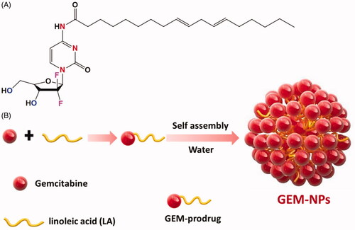 Figure 1. Schematic representation of thyroid cancer cell targeting GEM-NPs. (A) Structure of Gemcitabine (GEM). Graphic design of the preparation process of GEM prodrug formations and self-assembly of GEM-NPs in water showing potential chemotherapy effect.