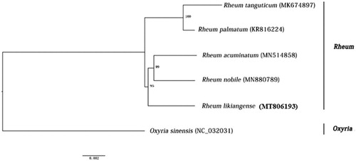Figure 1. A phylogenetic tree based on the plastome sequences of Rh. likiangense and the closely related species using the Maximum Likelihood method. Bootstrap values are shown above the nodes with 1000 replicates.