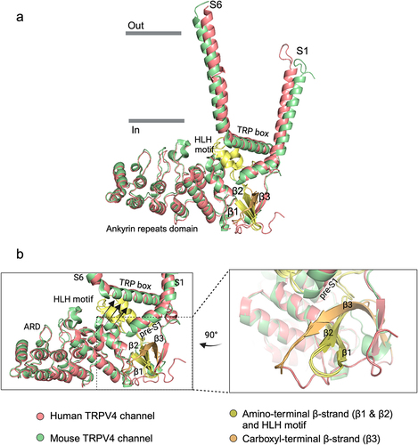 Figure 6. Contact domain of TRPV4. a, the cytoplasmic domains and helices S1 and S6 of the mouse and human TRPV4 channel are represented. b, zoomed-in views of the coupling domain (CD), where the β1 and β2 strands of the N-terminal regions interact with the β3 strand of the C-terminal region, which brings these two regions closer to each other. The arrangement of the tertiary structure allows certain domains such as the TRP box to come into contact with key areas of the protein for its regulation. The black arrows represent the movement of the TRP box toward the plasma membrane facilitated by the HLH motif. PDB: 8J1D and 8T1B (resolutions of 3.59 Å and 3.00 Å, respectively) [Citation52,Citation127]. Created with PyMOL and BioRender.com.