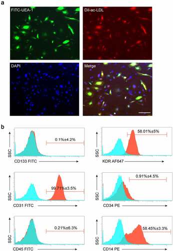 Figure 1. Identification of human peripheral blood-derived EPCs. (a) EPCs identified by confocal microscopy after staining with FITC-UEA-1, Dil-ac-LDL, and DAPI (blue), and double-positive cells (yellow) served as EPCs (Scale bar = 200 μm). (b) EPCs analyzed by FACS for the expressions of CD133, KDR, CD31, CD34, CD45, and CD14. All experiments were repeated 3 times.