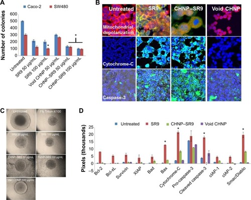 Figure 6 SR9-mediated cytotoxicity is due to mitochondrial depolarization and not autophagy.Notes: (A) The clonogenic potential of both Caco-2 and SW480 cells was significantly lowered post-treatment with SR9 and CHNP–SR9 at 24 hours. (B) SR9 induced mitochondrial depolarization, which is an early sign of apoptosis and which further led to release of cytochrome-C from the mitochondria into the cytoplasm, and then went on to activate caspase-3, which is the final caspase in inducing apoptosis. (C) The 3D tumor spheroid assay was performed to mimic the tumor polyp, and it was observed that both SR9 and CHNP–SR9 were highly effective in significantly reducing the tumor spheroid size within 24 hours. (D) Thirty-five key molecules involved in the apoptosis pathway were evaluated using the protein apoptotic array kit, and 17 of those key molecules are shown in the figure. *P<0.05.Abbreviations: SR9, cell-permeable dominant negative survivin SurR9-C84A; CHNP, chitosan nanoparticles; 3D, three-dimensional; Smac, second mitochondria-derived activator of caspases; cIAP, cellular inhibitor of apoptosis.