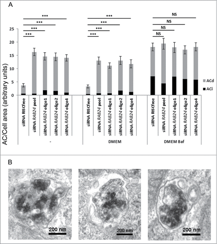 Figure 9. RAB24 is needed for the clearance of late autophagic compartments in full-culture medium conditions. Smart pool siRNA or single siRNA oligos (1, 2, or 4) from the pool were used to silence RAB24 in HeLa cells. The cells were either fixed without treatment, or incubated in fresh full culture medium for 2 h, or in fresh full-culture medium containing Baf (100 nM) for 2 h, before fixation. (A) Autophagic compartments were quantified by electron microscopy. Equal amounts of autophagic compartments were observed in the Baf-treated, RAB24-silenced and control cells. However, the RAB24 siRNA-transfected cells contained 4 times more autophagic compartments than the control cells in full-culture medium conditions. For representative image, see Figure S6. (A and B) The accumulating autophagic compartments in the RAB24-silenced cells were mostly degradative ACds. RAB24 silencing was 83% for the RAB24 smart pool and 55 to 69% for the single oligos. The columns and error bars show the mean and SEM, respectively, from a minimum of 40 images taken at 1500X primary magnification from 2 to 4 grid squares. The data are from one representative experiment out of 3 with similar results (P ≤ 3.341*10−6 for *** and P ≥ 0.618 for NS). AC, autophagic compartment; ACd, degradative autophagic compartment; ACi, immature autophagic compartment; NS, nonsignificant.