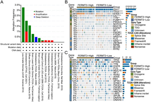 Figure 2. Genomic alteration analysis of FERMT3 and different Genomic profiles associated with FERMT3 expression. (A) Genomic alteration analysis of FERMT3 in cBioPortal database. (B,C) Distinct somatic mutations were found in TCGA-LGG and TCGA-GBM with low and high FERMT3 expression from the CAMOIP database.