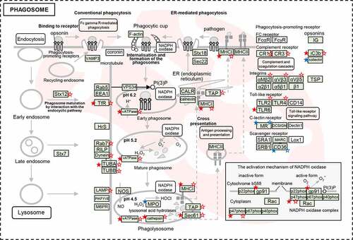 Figure 6. The dysregulated DEPs and DEGs were significantly enriched in the pathway of phagosome maturation. Schematic model for phagosome maturation after E. coli infection. The significantly dysregulated genes at protein level and mRNA level were marked by stars (solid stars: protein level dysregulation, hollow stars: mRNA level dysregulation, red: up-regulation, blue: down-regulation).