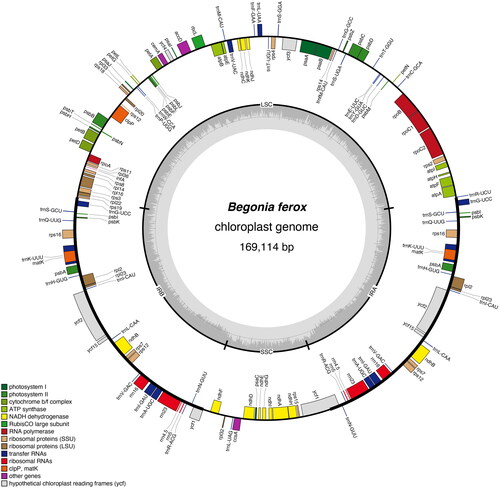 Figure 2. Complete chloroplast (cp) genome map of B. ferox. Color coding of genes is based on functional groups they belong to. Dark gray color of inner circle indicates GC content.