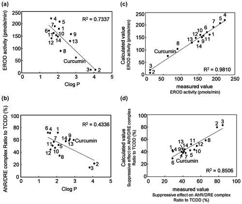 Figure 6. Correlation between CLogP value and suppressive effect on AhR transformation of curcumin derivatives and QSAR analysis. (a and b) Correlation between CLogP and suppressive effect on EROD activity (a) or binding activity of AhR to DRE (b) of curcumin derivatives are shown. (c and d) Correlation between calculated value resulted from QSAR analysis and measured values of EROD activity (c) or binding activity of AhR to DRE (d) of curcumin derivatives are shown.