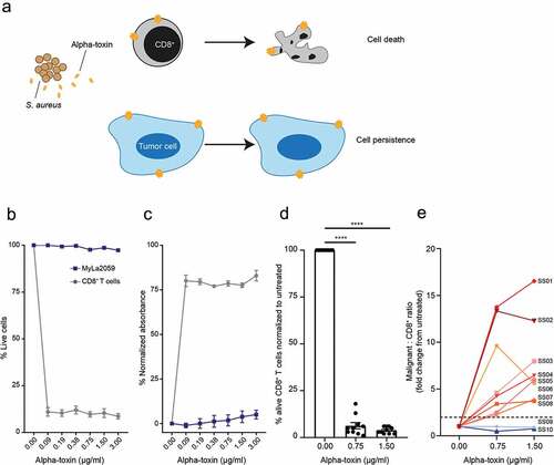 Figure 1. CD8+ T cells are sensitive to alpha-toxin-induced cell death at concentrations where malignant CTCL cells are not. Malignant CTCL cells and CD8+ T cells from healthy donors or SS patients were exposed to alpha-toxin for 6 hours at 37°C. Viability was assessed by flow cytometry and LDH release was measured in the culture supernatant. (a) Schematic hypothesis for alpha-toxin favoring malignant cells over CD8+ T cells. (b,c) Purified primary CD8+ T cells from healthy donors and the malignant CTCL cell line, MyLa2059 (n = 3). (d) CD8+ T cells from SS patients (n = 10). (e) Change in Malignant SS cells to CD3+CD8+ T cell ratio (n = 10) by alpha-toxin exposure relative to untreated control. Line and bar plots display mean ± standard error of mean. Paired students t-tests using GraphPad Prism version 7.00. * p ≤ 0.05, ** p ≤ 0.01 and *** p ≤ 0.001.