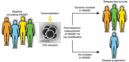 Figure 1. Dynamic monitoring of circulating HMGB1 levels as a predictive marker for therapy outcome. The dynamic changes in circulating levels of high mobility group box 1 (HMGB1) in response to the induction of immunogenic cell death (ICD) by chemoradiation can be considered as a predictor of therapeutic efficacy. It is important to note that the prognostic value is reflected in the difference between baseline and post-treatment levels rather than the baseline level, which may be affected by several confounders such as systemic inflammation or tissue damage