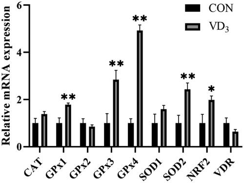 Figure 3. Effects of maternal vitamin D3 supplementation during gestation on the expression of genes related to antioxidant activities in newborn piglet liver. n = 6 for each group. CAT, catalase; GPx1, glutathione peroxidase 1; GPx2, glutathione peroxidase 2; GPx3, glutathione peroxidase 3; GPx4, glutathione peroxidase 4; SOD1, superoxide dismutase 1; SOD2, superoxide dismutase 1; NRF2, nuclear erythroid 2-related factor 2; VDR, vitamin D receptor. CON, basal diet, 800 IU/Kg D3; D3, basal diet + D3, 2000 IU/Kg D3; Data are normalised against β-actin, with results expressed relative to the control using the 2-delta CT method (Ct is cycle threshold); *, p < .05; **, p < .01.