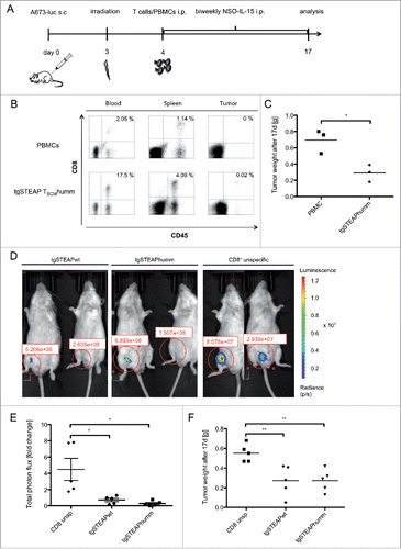 Figure 5. In vivo anti ES reactivity of STEAP1130TCR-transgenic TSCM. 2 × 106 A673 cells were injected into the groin of Rag2−/−γc−/− mice. Animals were irradiated on day 3 (3.5 Gy) and received 5 × 106 T cells the day after. 1.5 × 107 human IL-15 producing cells were injected twice a week i.p. (A) Scheme of the experimental set-up for in vivo experiments. (B–C) Animals treated with either human codon optimized/minimal murinized (humm) STEAP1P2A5 TCR-transgenic (tg) T cells or unspecific PBMCs were analyzed 17 d after inoculation with A673 cells. (B) FACS analysis of blood, spleen and tumor of animals. Whole blood was stained with anti-human CD45 mAb and anti-human CD8 mAb. Percentages of double positive cells are given. A representative experiment of three mice per group is shown. (C) Analysis of total tumor weight, each dot corresponds to one animal. (D–F) Animals received 2 × 16 luciferase expressing A673 cells and were irradiated on day 3 (3.5 Gy). One day later, 5 × 106 STEAP1P2A5 TCR-transgenic TSCM were injected i.p. (D) Total photon flux (p/s) of luciferase expressing A673 cells, 3 d after i.p injection of either wild type (wt) or humm STEAP1-transgenic TSCM or unspecific CD8+ T cells, respectively. (E) Fold change of total photon flux 3 d after i.p injection of either wt or humm STEAP1-transgenic TSCM or unspecific CD8+ T cells, respectively. (F) Absolute tumor weight of tgSTEAP1wt- or tgSTEAP1humm-treated animals and unspecific CD8+ T-cell-treated controls, 17 d after initial tumor cell injection. Each dot corresponds to one animal.