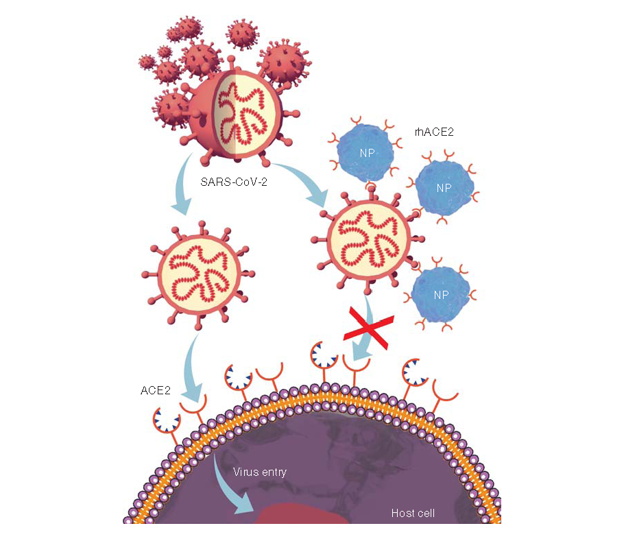 Figure 2. Potential nano-enabled solution: synthetic decoys.This schematic figure shows SARS-CoV-2, the deadly coronavirus that causes COVID-19 in humans, and its host receptor, ACE2. We and others have postulated that synthetic nanoparticles decorated with recombinant human ACE2 (or with the minimal binding domain of ACE2) could act as decoys, intercepting the virus and thereby preventing the entry of the virus into susceptible host cells.NP: Nanoparticle; SARS-CoV-2: Severe acute respiratory syndrome coronavirus-2.
