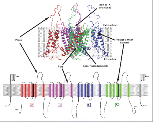 Figure 1. NaV channel structural topology, highlighting common ligand binding sites and significant structural features. Domains D1-D4 are represented in different colors while β subunits are shown in gray.