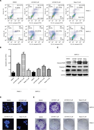 Figure 2 L61H46 induced apoptosis and decreased colony formation.Notes: (A) Induction of apoptosis in human pancreatic cancer cells was determined by flow cytometry after treatment with L61H46 (5 or 10 μM) and napabucasin (10 μM) for 24 h. (B) The percentage of apoptotic cells in the treatment groups was calculated. (C) BXPC-3 cells were treated with L61H46 (5 or 10 μM) or napabucasin (10 μM) for 24 h. Western blotting was employed to assess the expression of cell apoptosis-related proteins. GAPDH was used as an internal control. (D) The L61H46 treatment induced increased apoptotic morphology in BXPC-3 cells compared with napabucasin. BXPC-3 cells were treated with L61H46 (5 or 10 μM) or napabucasin (10 μM) for 24 h. Cell morphology was observed by an inverted microscope after Hoechst 33258 staining. The magnification is 400×. (E) Representative images of colony-formation assay with L61H46 (1 or 2.5 μM) or napabucasin (2.5 μM). All images are representative of three independent experiments. Data are mean ± standard error of mean of three independent experiments. *P<0.05, **P<0.01, ***P<0.001.Abbreviations: DMSO, dimethyl sulfoxide; FITC, fluorescein isothiocyanate; GAPDH, glyceraldehyde-3-phosphate dehydrogenase; Napa, napabucasin; PARP, poly(ADP-ribose) polymerase; PI, propidium iodide.