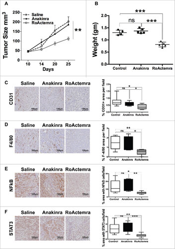 Figure 6. Anti-IL-6R mAb reduces inflammation and tumor growth in K-Ras -pancreatic cells with mesenchymal phenotype. Tumor growth (A) Tumor growth (volume) in NSG mice of mesenchymal cell lines (M-07), not treated (empty circle) or treated with Anakinra (solid circles) or with RoActemra (empty square), 2 μg/mouse, three times/week, 5–7 mice for each group, two-way ANOVA ##P<0.01. (B) Tumor weight (C) Representative Immunohistochemistry image of tumor sections with CD31 vessel network; (D) F4/80, macrophages; (E) NF-κB p65 phosphorylation; (F) STAT3 Tyr 705-phosphorylation.  Image quantification was performed as detailed in Fig. 3 and is shown in the right panels. #P<0.05, ##P< 0.01, ###P<0.005 (Student's t test).