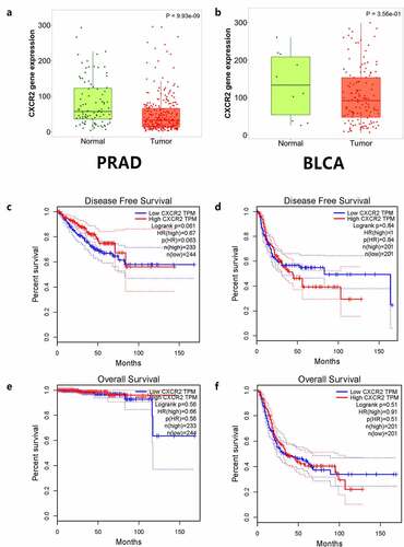 Figure 4. In silico analysis of IL8RB expression in prostate cancer (PRAD) and bladder cancer (BLCA) patients. Result from TNMplot database showed that the expression of IL8RB was both down-regulated in PRAD (Figure A) and BLCA (Figure B) subjects. Effect of IL8RB expression on PRAD patients’ disease-free survival (DFS) and overall survival (OS) time was described in Figure C and E. At the first 50 months, PRAD patients with low IL8RB expression may have a shorter DFS than the high expression group. The expression of IL8RB on BLCA participants’ DFS and OS time was described in Figure D and E. No obvious difference on the DFS and OS time was indicated between the low IL8RB expression and high expression group among BLCA subjects