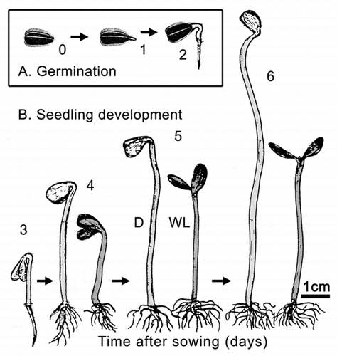 Figure 1 Germination (A) and seedling development (B) in sunflower (Helianthus annuus). Achenes were sown in moist vermiculite and raised in darkness (D, days 0 to 2) or grown for 3 days in the dark and subsequently irradiated for 1 to 3 days with continuous white light (WL). The seedlings were kept in 99% relative humidity at 25°C.