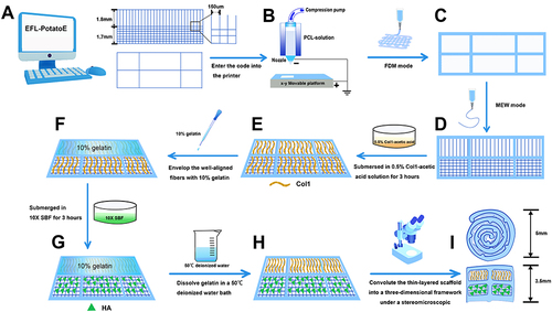 Figure 1 Schematic illustration of the preparation of the biomimetic scaffold. (A) Monolayer scaffold structure designed using the EFL-PotatoE software. (B) Schematic of the 3D printer. (C) External framework printed in FDM mode. (D) Nano-microfibers generated in MEW mode. (E) Nano-microfibers coated with Col1. (F) 10% gelatin envelop the well-aligned fibers. (G) Orthogonal fibers coated with HA. (H) Different sections of the thin-layered scaffold coated with Col1 and HA, respectively. (I) Schematic illustration of the three-dimensional scaffold.