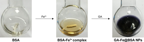 Figure S1 Color changes at different stages in synthesis of GA-Fe@BSA nanoparticles.