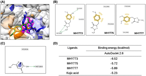 Figure 3. Computational structure prediction for mushroom tyrosinase and docking simulation with MHY773, MHY775, MHY777 and kojic acid (MHY773, MHY775, MHY777 and kojic acid are shown as blue, green, orange, and pink, respectively) (A). Predicted 3D structure of mushroom tyrosinase. Possible hydrogen bonding interactions between tyrosinase residues and three compounds (B) and kojic acid (C). Estimated binding free energy of the ligand-receptor complex of three compounds and kojic acid (D). We searched for H-binding interactions between tyrosinase and kojic acid or three compounds in the simulated docked structures; green lines indicate H-bonding interactions and yellow curves and lines indicate hydrophobic bonding interactions.