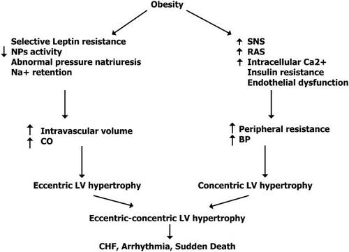 Figure 2 Potential pathways in which obesity can cause cardiovascular dysfunction. Effects of obesity-hypertension on the heart. Adapted from CitationZhang et al 2000. Copyright © 2004. Reproduced with permission from Zhang R, Reisin E. 2000. Obesity-hypertension: the effects on cardiovascular and renal systems. Am J Hypertens, 13:1308-14.