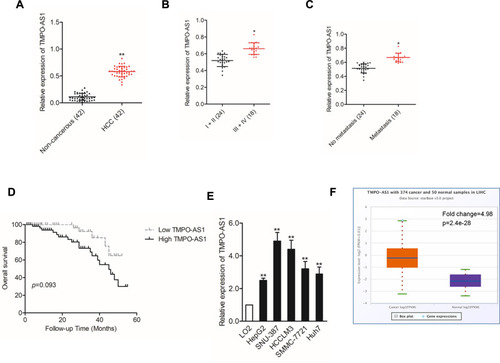 Figure 1 High TMPO-AS1 expression is identified in HCC cells and tissues. (A) The expression levels of TMPO-AS1 in HCC tissues and non-cancerous tissues were detected using qRT-PCR assay. **P<0.01 compared with non-cancerous. (B) Expression levels of TMPO-AS1 in HCC tissues from stage I–II and stage III–IV. *P<0.01 compared with I–II. (C) Expression levels of TMPO-AS1 in HCC patients with metastasis and without metastasis. *P<0.01 compared with no metastasis. (D) Kaplan–Meier curves for HCC patients with higher expression of TMPO-AS1 or lower expression of TMPO-AS1. (E) The levels of TMPO-AS1 in HCC cell lines and LO2 cell were detected using qRT-PCR assay. **P<0.01 compared with LO2. (F) Expression of TMPO-AS1 in control tissues (n=50) and liver hepatocellular carcinoma (LIHC) tissues (n=374). TMPO-AS1 expression is significantly upregulated in LIHC tissues compared with control tissues based on the analysis of the high-throughput sequencing database of TCGA.