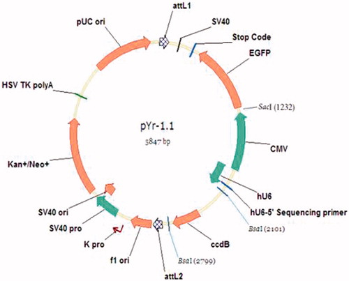 Figure 1. The map of pYr-1.1 plasmid.