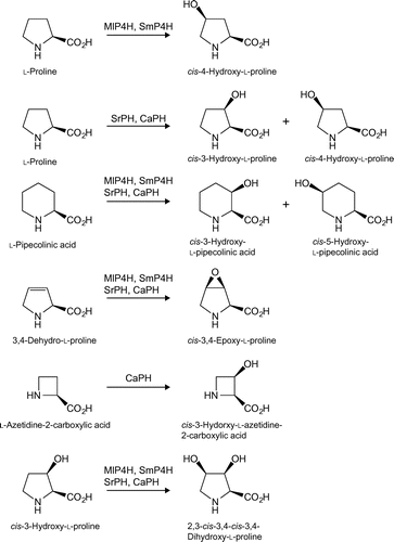 Fig. 3. Summary of enzymatic oxygenations and corresponding products using proline cis-hydroxylases.Notes: All reactions proceed in a 2-oxoglutarate-dependent manner.