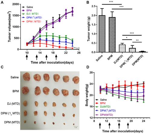 Figure 9 Anti-tumor efficacy of DTX formulations in MCF-7 tumor-bearing nude mice. (A) Tumor growth curve of mice administrated every three days for four times via tail vein. (B) The weight of the excised tumors from all groups. **p<0.01 and *p<0.05. (C) The images of excised tumor, scale bar 1cm. (D) Changes in body weight of tumor-bearing nude mice in each group during anti-tumor efficacy study. Data are expressed as mean ± SD (n= 6). ***p<0.001, vs saline; Δp<0.001, vs DJ(MTD); □p<0.01, vs DPM (1/2MTD).