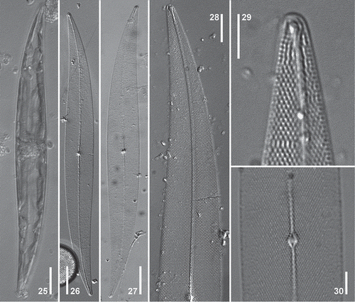 Figs 25–30. Pleurosigma frenguellianum. Holotype (Figs 26, 28–29). Material from Bahía San Blas 07/05/11 (Fig. 25) and from Piedras Coloradas 05/26/06 (Figs 27, 30). LM. Fig. 25, Cell showing ribbon-shaped chloroplast. Figs 26–27, General appearance of the valve. Figs 28–29, Detail of valve showing striation pattern. Fig. 29, Note terminal unilaterally dilated area and change of striation pattern at valve apex. Fig. 30, Detail of the central area of the valve. Note central nodule showing internal raphe ends. Scale bars: Figs 25–27 = 20 µm, Fig. 28 = 10 µm, Figs 29–30 = 5 µm.