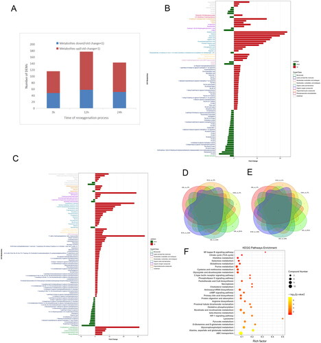 Figure 3. Screening of differential metabolites and subsequent analysis. A Differential metabolite quantity map at different times. B, C Histogram of significant differences in the difference multiplicity of 12h VS CTL in negative and positive ionization mode. D, E Venn diagram of differential metabolites in negative and positive ionization. F KEGG enrichment pathway bubble map of interest.