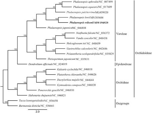 Figure 1. Maximum-likelihood phylogenetic tree reconstructed by RAxML based on complete chloroplast genome sequences from P. wilsonii and 18 other orchids, with Tacca leontopetaloides and Burmannia disticha as outgroups. Numbers on branches are bootstrap support values.